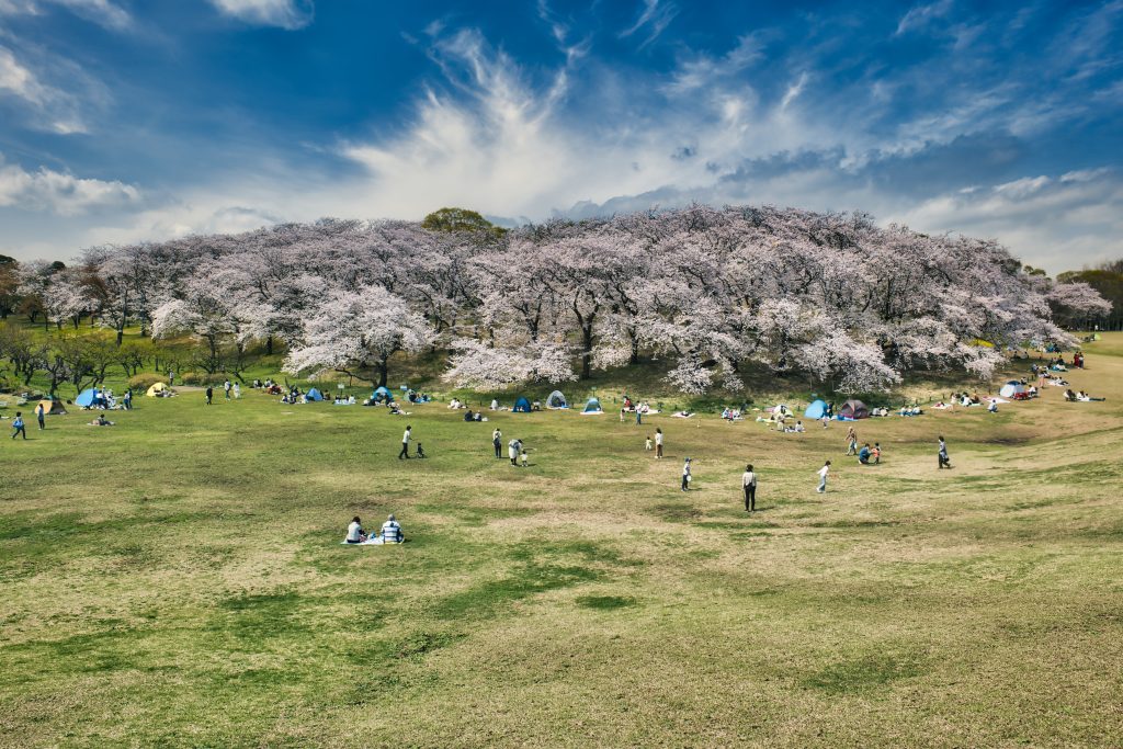 根岸公園の桜