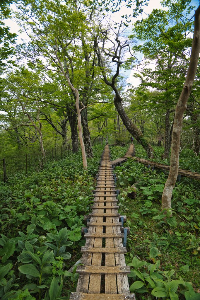檜洞丸山頂へ続く木道